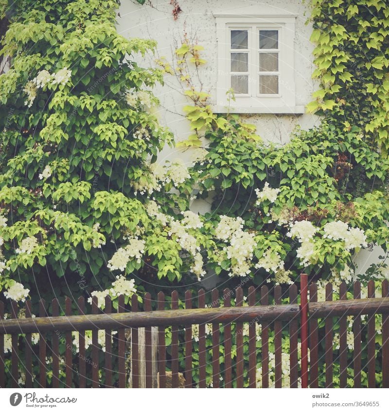 Over fence House (Residential Structure) Facade Window Plant Fence Blossoming bleed leaves Hydrangea blossom spring rural Idyll Colour photo flowers Garden