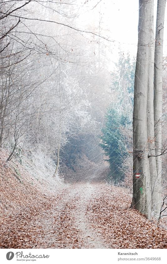 An atmospheric winter forest, covered with hoarfrost. Winter chill Frost Cold freeze Frozen Hoar frost Forest trees twigs off Snow Mysterious