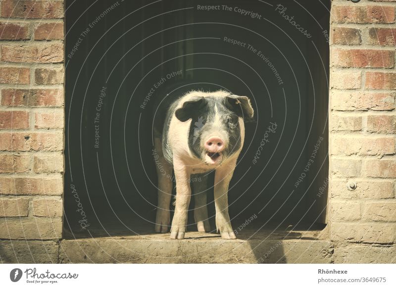 A little piggy looks out of its pen Pork Colour photo Deserted Swine Exterior shot Farm Animal Nature Mammal Dirty Cute Pigs Animal portrait luck Farm animal