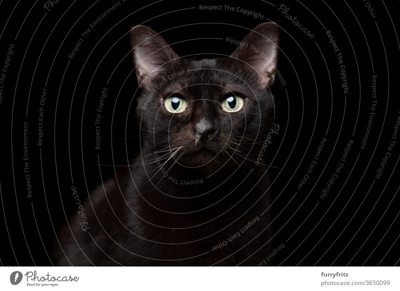 black cat on black background portrait Cat pets mixed breed cat shorthaired cat One animal Black cat Studio shot Copy Space cut Isolated look into the camera