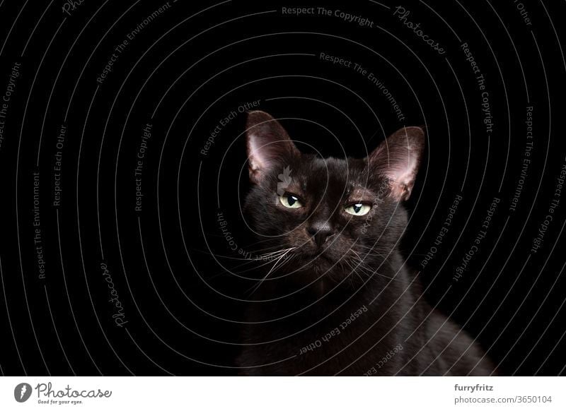 black cat on black background portrait Cat pets mixed breed cat shorthaired cat One animal Black cat Studio shot Copy Space cut Isolated look into the camera