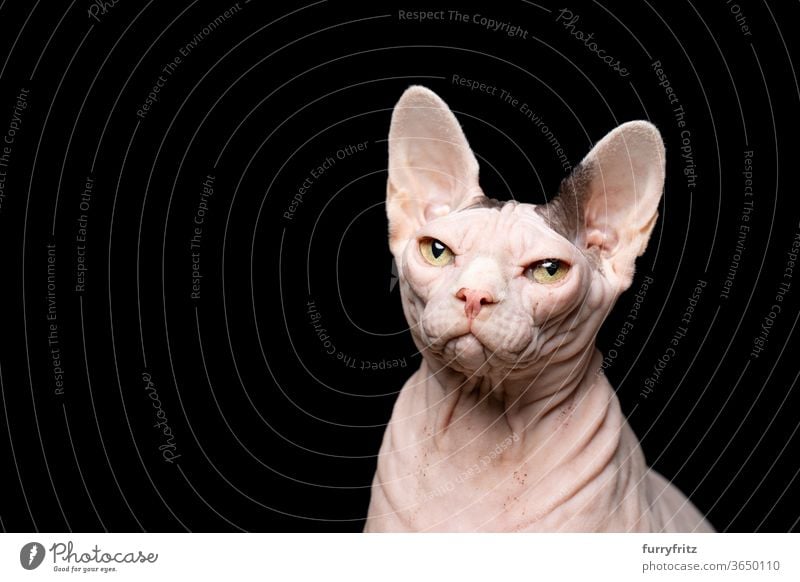 Sphynx cat in front of black background Cat pets purebred cat hairless cat Naked Wrinkled Bleak One animal Studio shot Copy Space cut Isolated Looking indoors