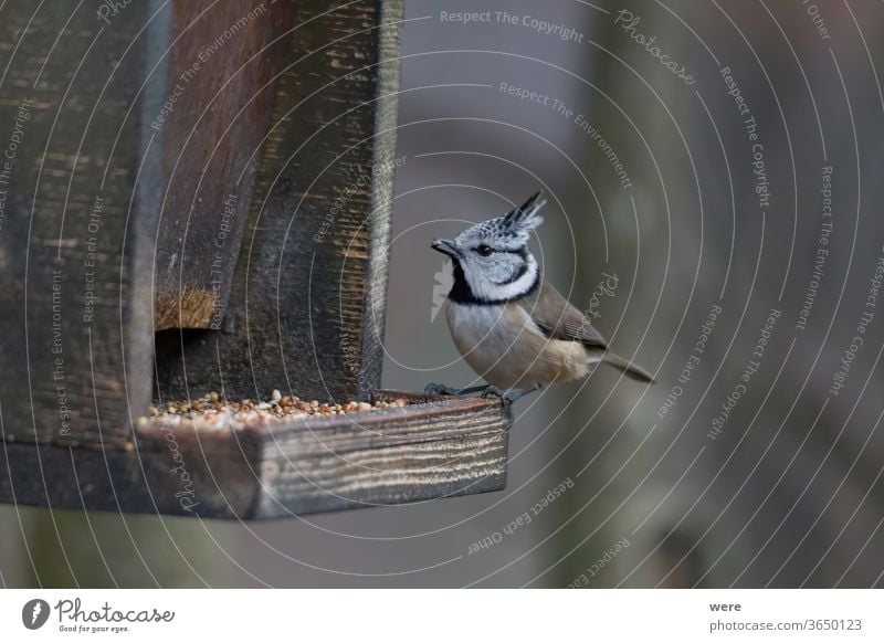 Crested tit in the woods at the birdfeeder Lophophanes cristatus Stand bird Wood animal annual bird bird feeding branch comb copy space feathers fly food forest