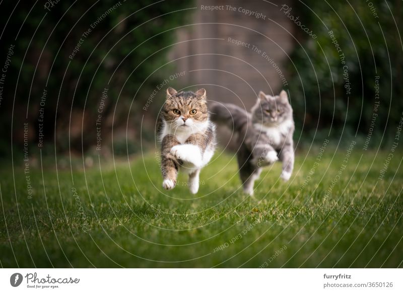 two cats running through the garden Cat pets purebred cat maine coon cat British shorthair cat Two animals blue blotched tabby White Running Playing Playful