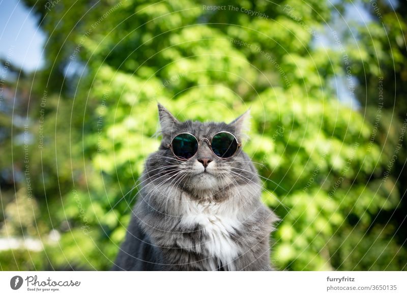 cool cat with sunglasses Cat pets purebred cat maine coon cat One animal blue blotched White Nature Front or backyard Garden green plants portrait Funny wearing