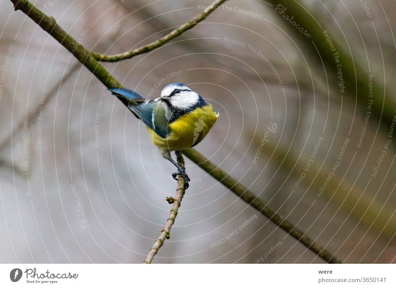 Blue tit on a branch Tit mouse Cyanistes caeruleus Parus Ater parus major Periparus Ater winter bird Animal birds bird feeding Branch office Subsidiaries chill