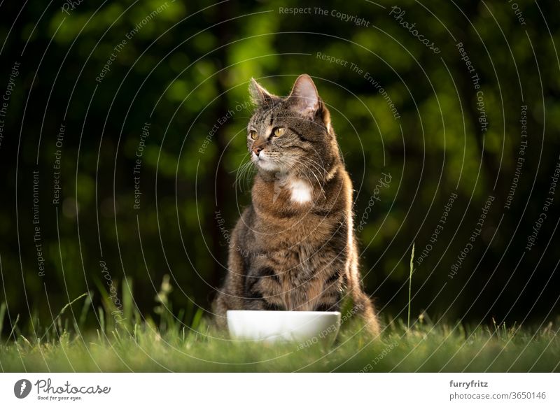 Cat sitting behind a food bowl in nature pets mixed breed cat shorthaired cat One animal tabby Nature Front or backyard Garden green Lawn Grass hungry Feeding