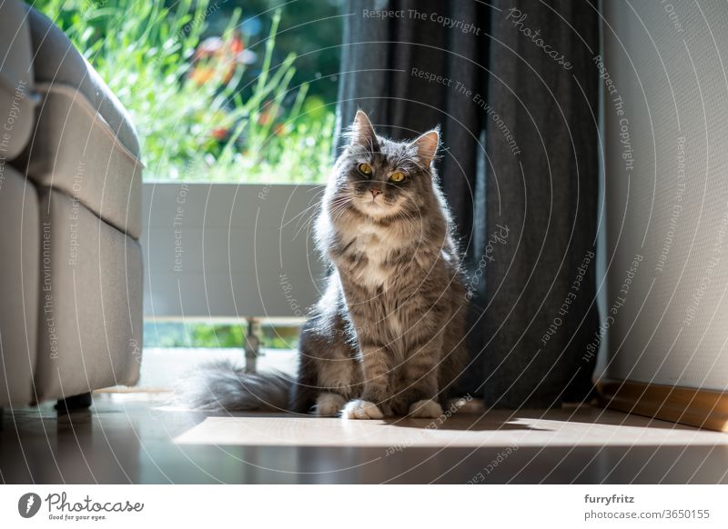 Cat sitting by the window in the sunlight pets purebred cat maine coon cat One animal blue blotched Sit look into the camera Sunlight indoors House Interior