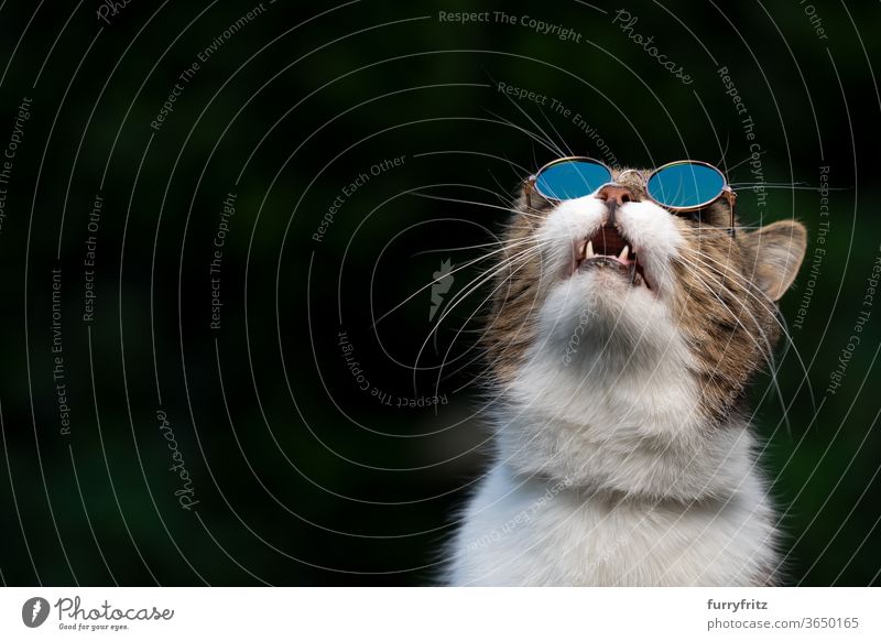 cat wearing sunglasses looking up in the sky pets purebred cat british shorthair cat one animal tabby white green outdoors shades cool funny open mouth surprise