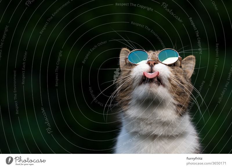Cat with sunglasses, looking at the sky pets purebred cat British shorthair cat One animal tabby White green Outdoors Umbrellas wearing Cool Sunglasses Funny