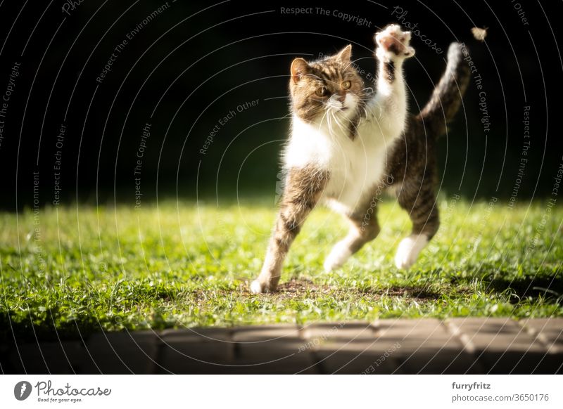 Cats chasing an insect in the sunlight pets purebred cat British shorthair cat One animal tabby White sunny Sunlight Summer Playing Hunting Moth green Outdoors