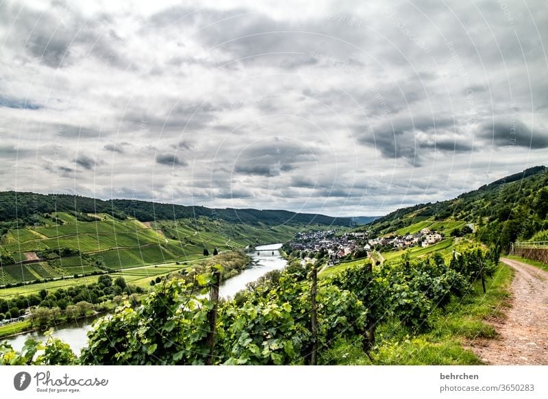 Wine Hiking Lanes & trails Hunsrück Moselle valley Wine growing Rhineland-Palatinate Mosel (wine-growing area) vine Vineyard Bunch of grapes Landscape Mountain