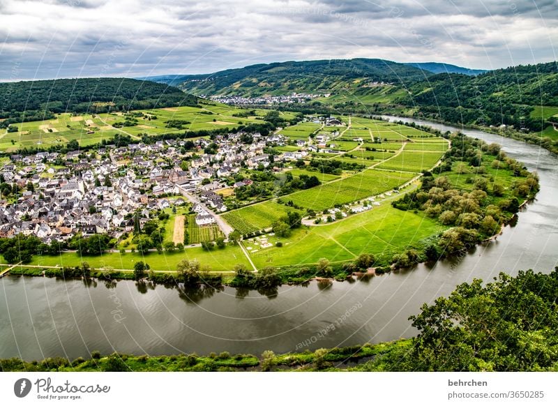 Wine Hiking Lanes & trails Hunsrück Moselle valley Wine growing Rhineland-Palatinate Mosel (wine-growing area) vine Vineyard Bunch of grapes Landscape Mountain