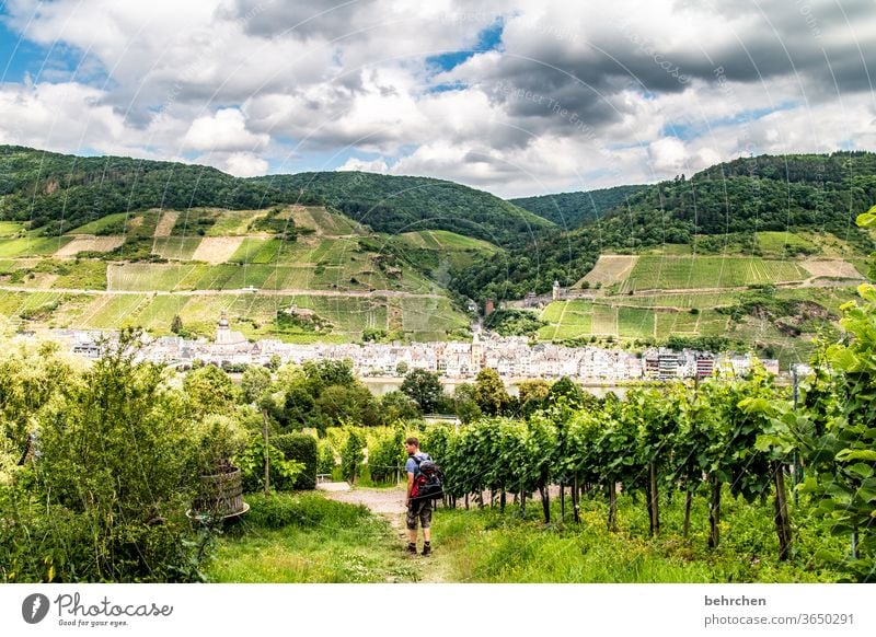 Wine Hiking Lanes & trails Hunsrück Moselle valley Wine growing Rhineland-Palatinate Mosel (wine-growing area) vine Vineyard Bunch of grapes Landscape Mountain