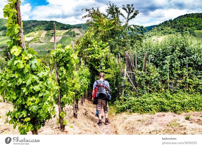 Wine Hiking Lanes & trails Hunsrück Moselle valley Wine growing Rhineland-Palatinate Mosel (wine-growing area) vine Vineyard Bunch of grapes Landscape Mountain