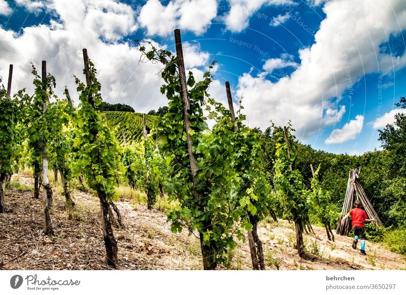 Wine Hiking Lanes & trails Hunsrück Moselle valley Wine growing Rhineland-Palatinate Mosel (wine-growing area) vine Vineyard Bunch of grapes Landscape Mountain