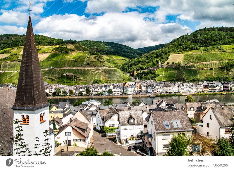 cell on the moselle Moselle dough Town Hunsrück Moselle valley Wine growing Sunlight tranquillity vine Idyll River bank Rhineland-Palatinate