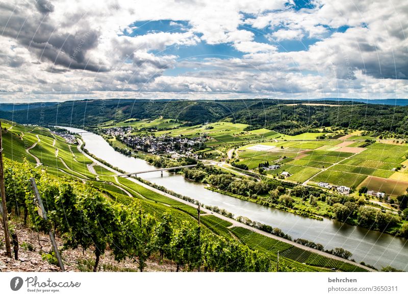 enchanting mosel wine country...for truelight Moselle dough Town Hunsrück Moselle valley Wine growing Rhineland-Palatinate River Idyll tranquillity Sunlight