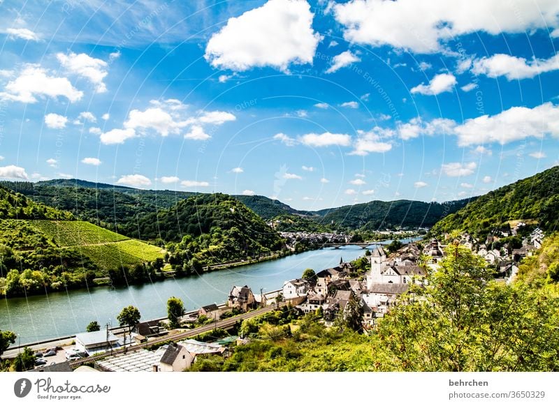 Wine Hiking Lanes & trails Hunsrück Moselle valley Wine growing Rhineland-Palatinate Mosel (wine-growing area) vine Vineyard Bunch of grapes Landscape Mountain