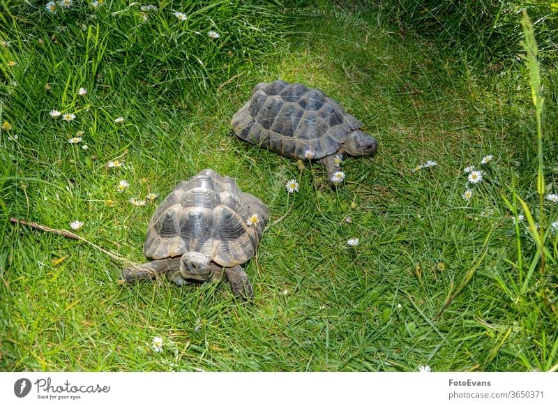 Two turtles run on  green meadow grass living being portrait flowers daisies slowly day brown species animal land turtle two exotic nature outside pet pair