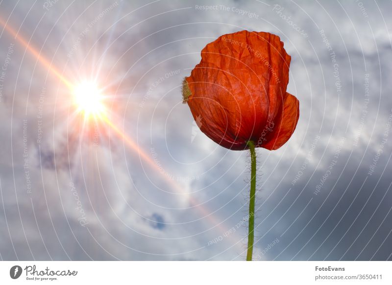 Single red poppy flower with  sky  and   sun Summer Flower Spring Nature Postcard Corn poppy Sunbeams Blossom Plant Day Meadow one Background Papaver rhoeas