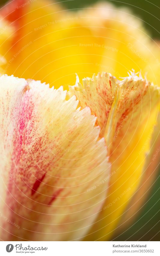 Peach Tulip Petal Flower Nature tulip tulipa yellow orange closeup macro springtime Seasonal Garden Gardening copy space vertical Natural Floral Plant Grow