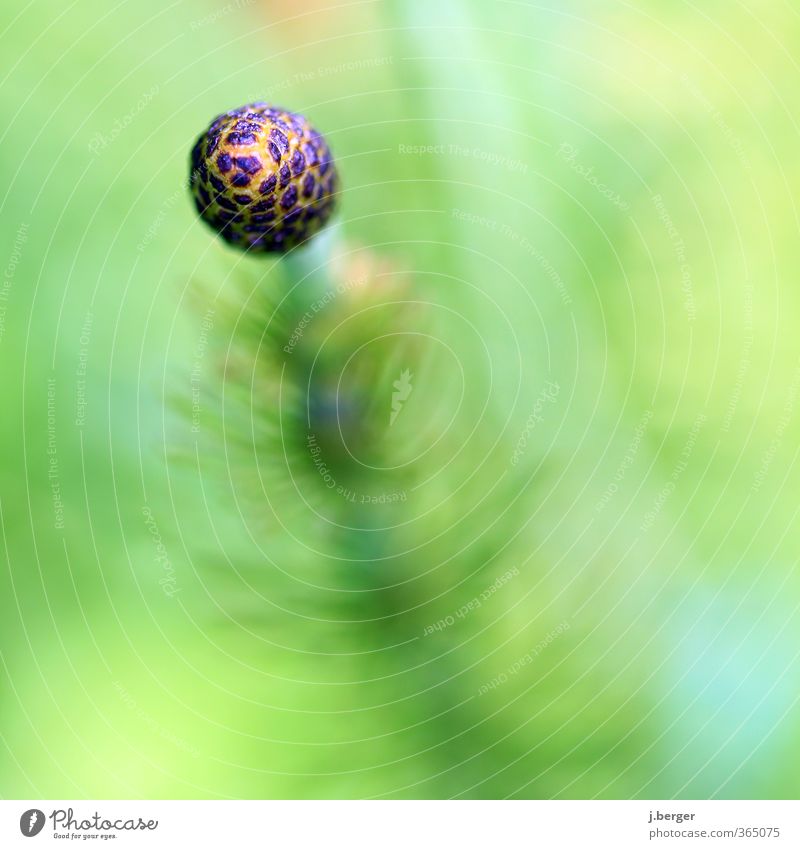 Spherical Nature Plant Summer Blossom Wild plant Growth Esthetic Exceptional Green Sphere Botany Blur Horsetail equisetum Colour photo Subdued colour