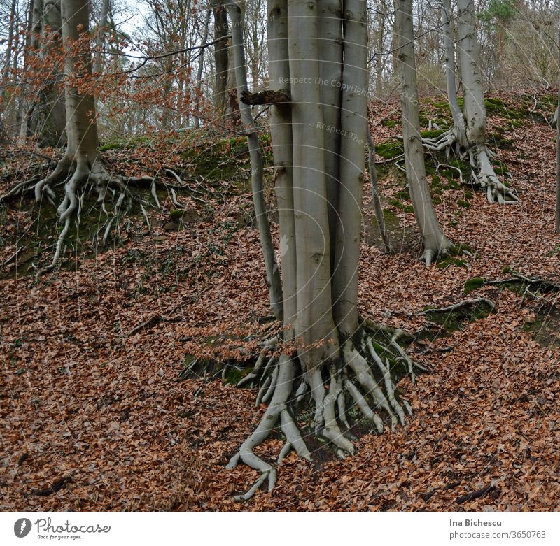 tree with roots and leaves