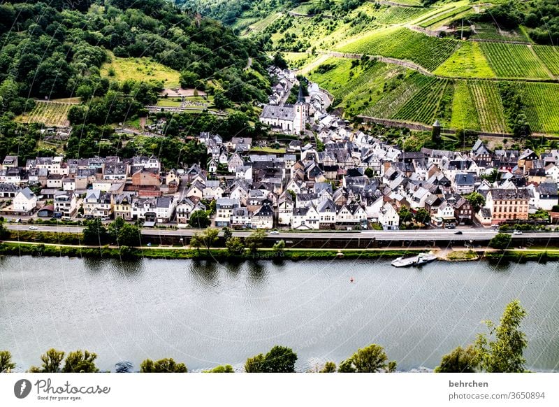 Wine Hiking Lanes & trails Hunsrück Moselle valley Wine growing Rhineland-Palatinate Mosel (wine-growing area) vine Vineyard Bunch of grapes Landscape Mountain