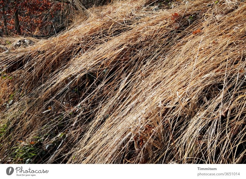 Mown stalks in the sunlight Grass mown Dry Warmth Meadow Nature Summer Environment Sky Beautiful weather background Hedge