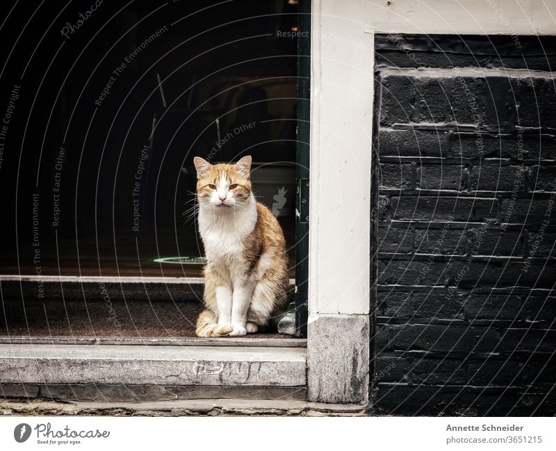 Red cat sitting in doorway Street cat red cat Exterior shot Free-living Prowl Animal portrait Cat Sit Observe Looking