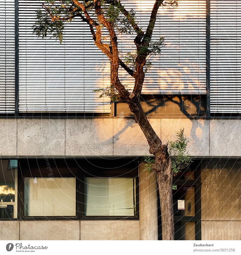 Tree casts shadows in the golden evening sun on a modern facade with concrete, windows and blinds with slats tree Facade Shadow Evening sun Modern Architecture