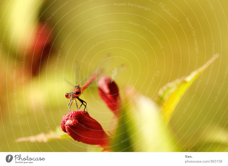 hang-glider fly Nature Spring Plant Bushes Leaf Blossom Garden Animal Wild animal Dragonfly Insect 1 Yellow Green Red Colour photo Multicoloured Exterior shot