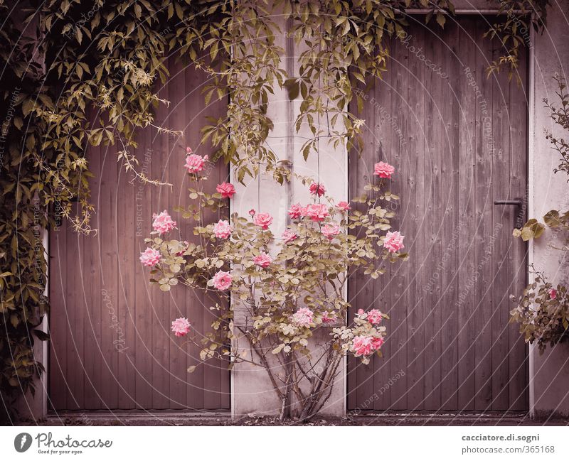 the dream of a secret garden Environment Spring Beautiful weather Plant Rose Garden Deserted Facade Door Wood Exceptional Simple Free Uniqueness Curiosity Town
