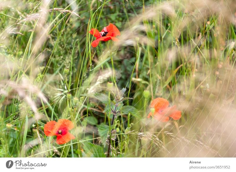 for three poppy days Poppy flowers Meadow Grass Meadow flower Red green Optimism Joie de vivre (Vitality) Nature Blossoming natural Growth Plant Grain stalks
