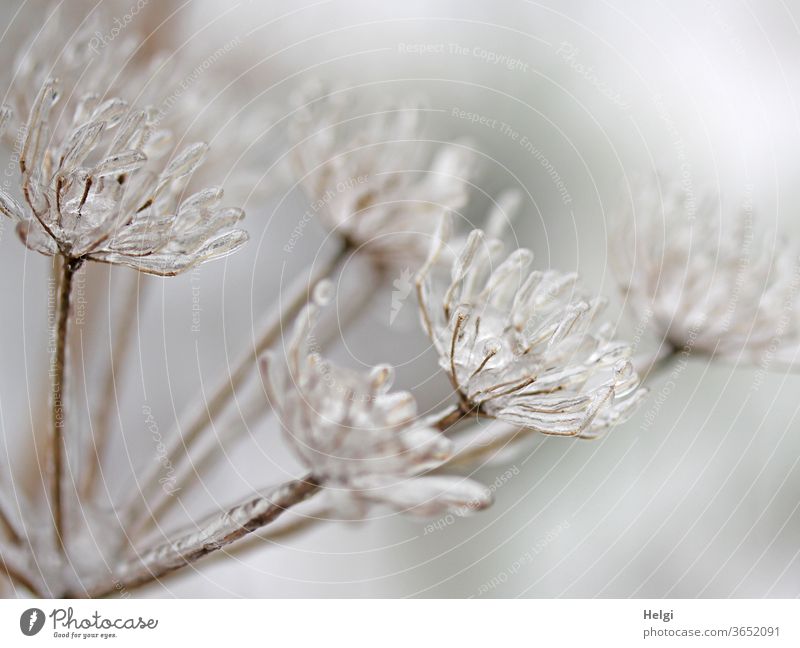 ice-cold - withered flower umbels enclosed by freezing rain Ice ice crystals Plant Shriveled Flower umbel chill Winter Frost Exterior shot Deserted Nature