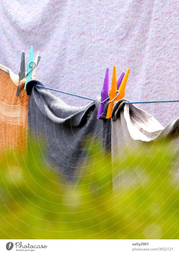 Laundry day in the neighbour's garden... Washing day clothespin Clothesline Hang up Towel leash Hedge behind the hedge Neighbor look over variegated Dry