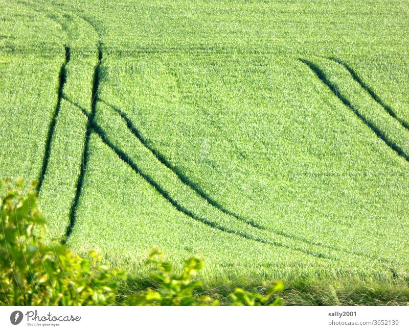 rutting... Field Grain Tracks Agriculture Summer Rut Lanes & trails Transport Growth Impression Ear of corn green grain Switch incisions