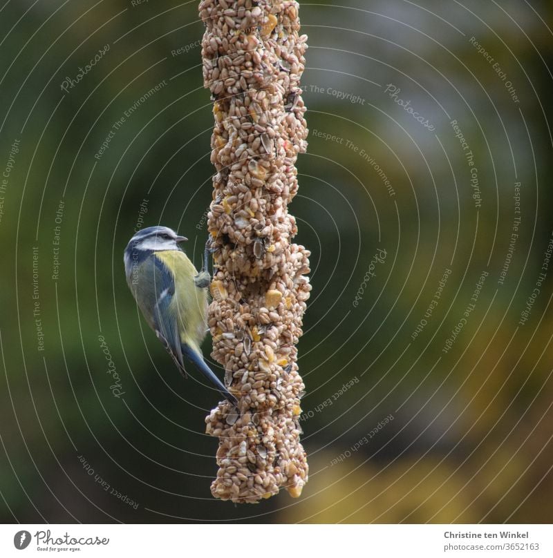 The little blue tit (Cyanistes caeruleus) was hungry and was delighted with the rich selection of seeds on the feeding pole Tit mouse songbird bird feeding