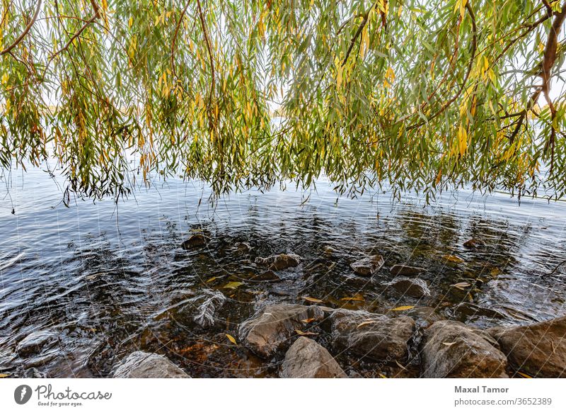 Weeping Willow Curtain over the Dnieper river water Kiev Ukraine autumn background backlit bank blue branches bright calm coast copy space curtain fall foliage