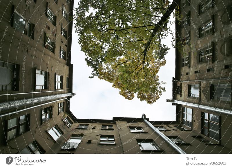 Holidays in Berlin Prenzlauer Berg Backyard Courtyard tree Old building Deserted House (Residential Structure) Town Downtown Day Capital city Old town