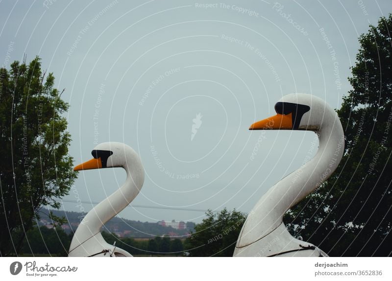 Two wooden swans are waiting for tourists. With view to the left. Animal Exterior shot Bird Deserted Colour photo Feather White Water Nature Beak pretty Elegant