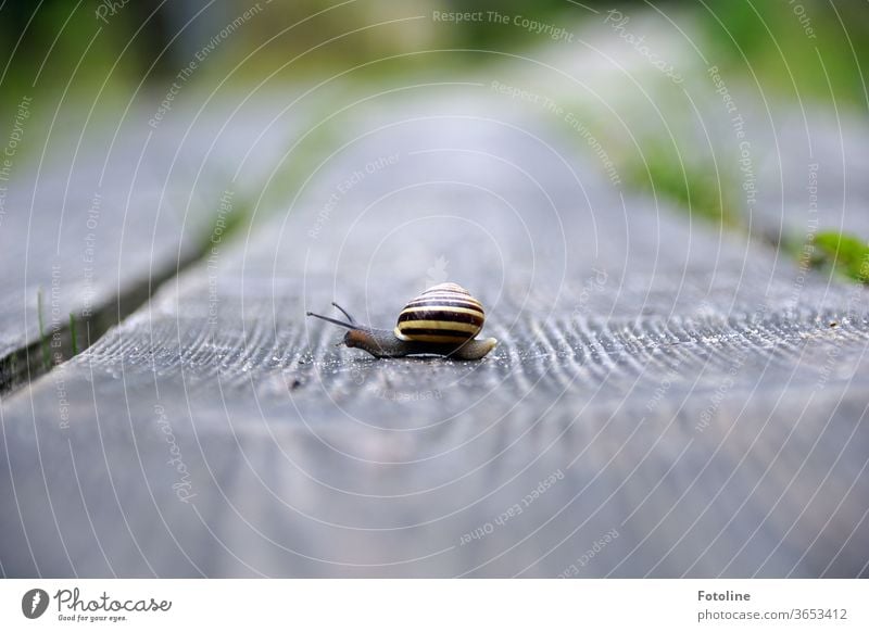 Snail mail - or a small snail runs over a wooden plank and carries its beautiful striped house to the show. Crumpet Snail shell Animal Nature Close-up