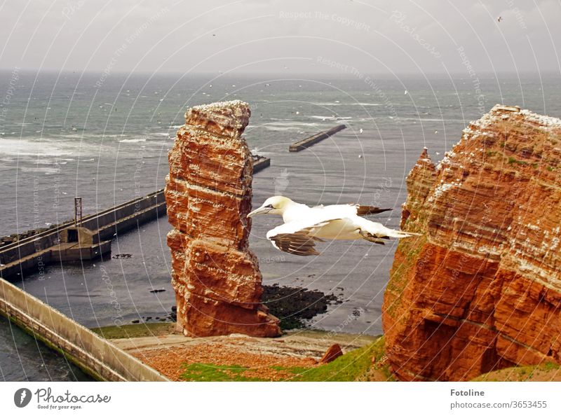 So free! - or a gannet floats past Tall Anna on Helgoland in search of his beloved. Northern gannet birds Nature Animal Colour photo Exterior shot Day