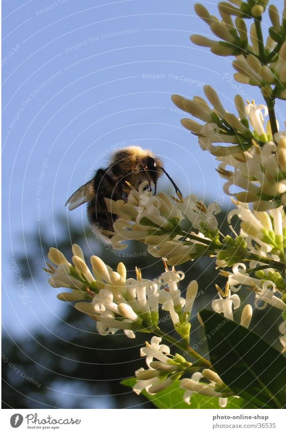 Between heaven and earth Insect Bumble bee Hymenoptera flower visitors pollination privet blossom