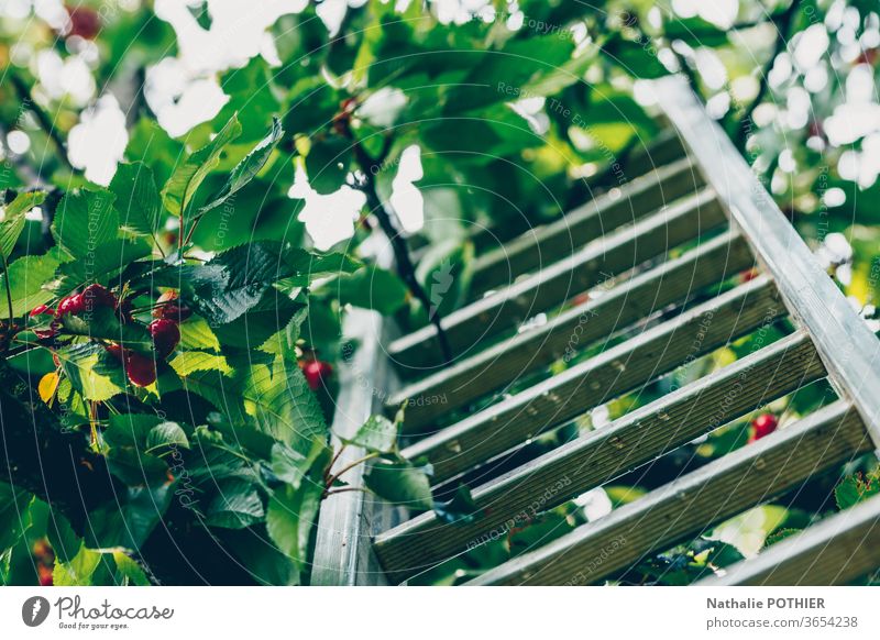 Ladder in the cherry tree Cherry ladder Cherry tree Nature Exterior shot Colour photo Tree Pick Metal leaves Green red Garden orchard summer Summer Red Harvest