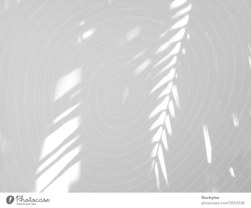 Download Realistic And Organic Tropical Leaves Natural Shadow Overlay Effect On White Texture Background For Overlay On Product Presentation Backdrop And Mockup A Royalty Free Stock Photo From Photocase
