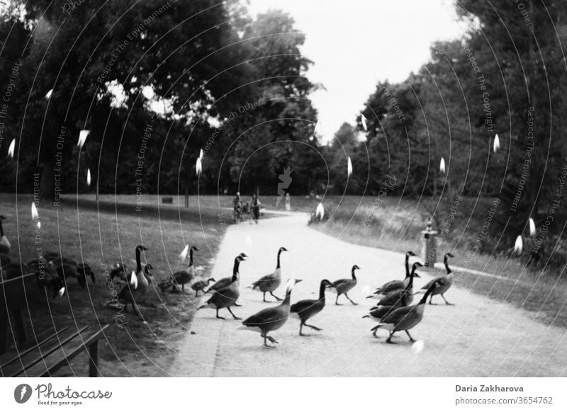 Birds crossing the road in the park in candles Double exposure Black & white photo Film 35mm Analog 35mm film film photography analog photography birds Crossing