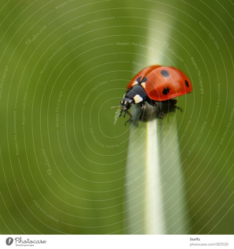 transverse and longitudinal Happy Ladybird lucky beetle Good luck charm Beetle differently stick out across Halfway Summer feeling Easy Ease Stop Cute