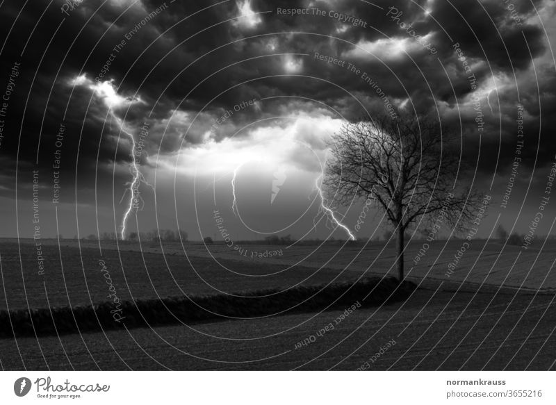 Thunderstorm in black and white lightning bolt Lightning Thunder and lightning Impact Gale Storm Sky Energy peril tree Landscape black-and-white Monochrome